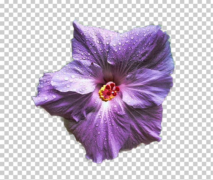 Mallows Hibiscus Violet Plant Lilac PNG, Clipart, Family, Flower, Flowering Plant, Herbaceous Plant, Hibiscus Free PNG Download