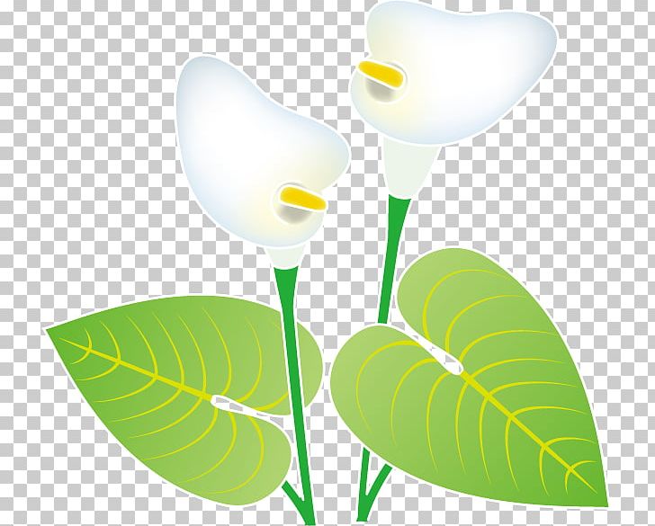 Petal Flowering Plant Leaf PNG, Clipart, Flower, Flowering Plant, Leaf, Petal, Plant Free PNG Download