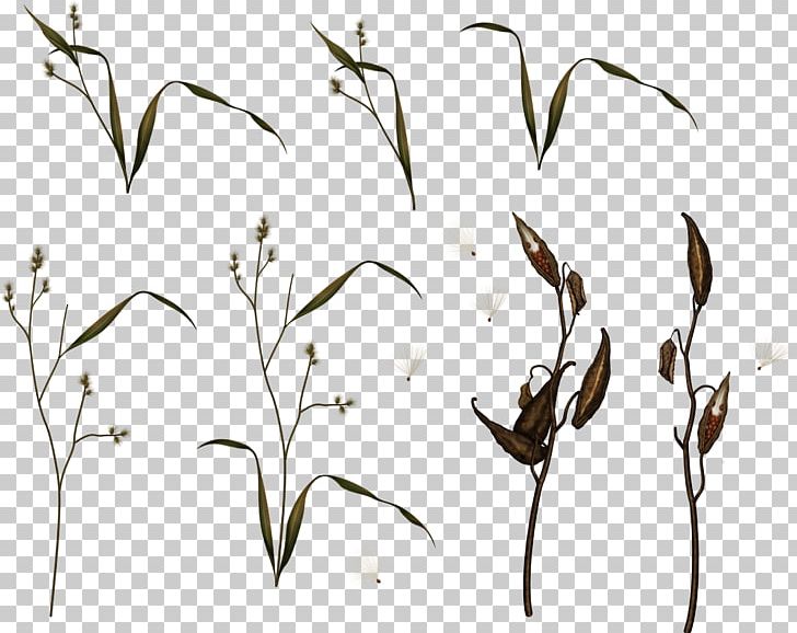 Plant Stem IFolder Drawing PNG, Clipart, Art, Bird, Black And White, Branch, Commodity Free PNG Download