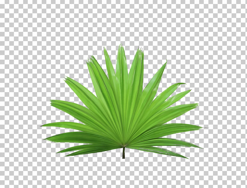 Palm Trees PNG, Clipart, Based On, Endowment Fund, Foundation, Home, Household Free PNG Download