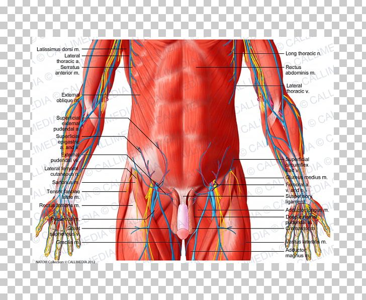 Pelvis Abdomen Muscle Vein Human Body PNG, Clipart, Abdomen, Abdominal Cavity, Anterior, Arm, Artery Free PNG Download