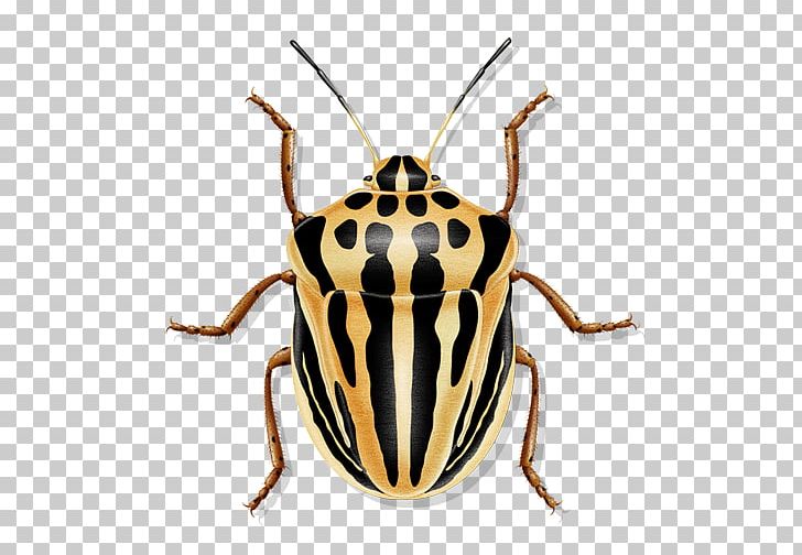 Beetle Pest Terrestrial Animal Insect PNG, Clipart, Animal, Arthropod, Beetle, Biological Medicine Advertisement, Insect Free PNG Download