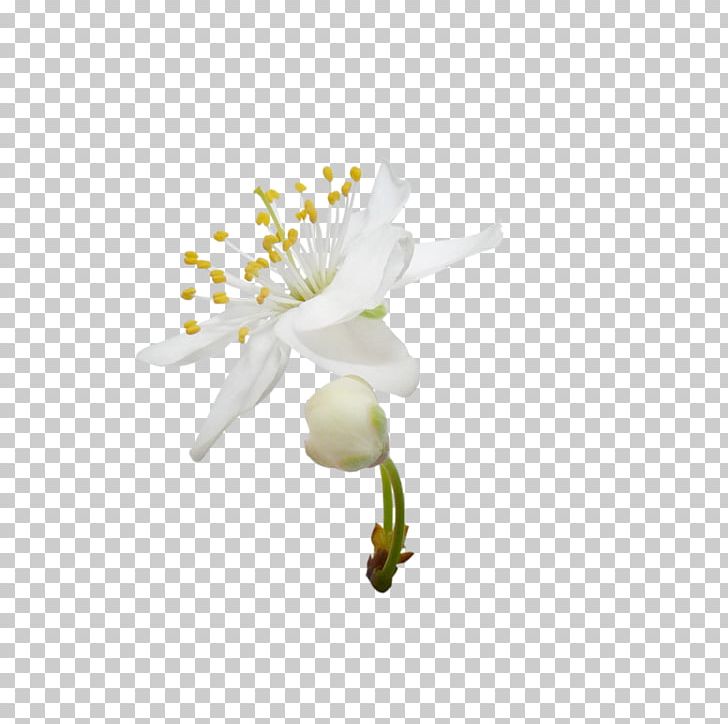 Blossoming Pear Tree Flower White PNG, Clipart, Blossom, Blossoming Pear Tree, Branch, Cherry Blossom, Christmas Decoration Free PNG Download