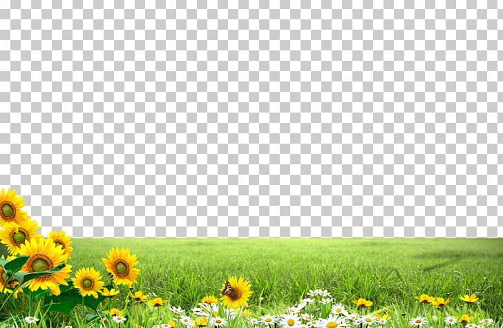 Common Sunflower Illustration PNG, Clipart, Border, Border Frame, Border Texture, Certificate Border, Christmas Border Free PNG Download
