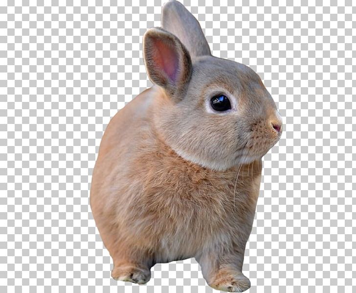 Domestic Rabbit Hare Fur Whiskers PNG, Clipart, Abuse, Animal, Animals ...