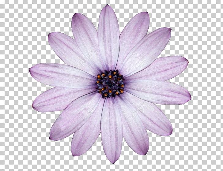 Flower Desktop Common Daisy Purple White PNG, Clipart, Annual Plant, Aster, Birth Flower, Blue, Chrysanths Free PNG Download