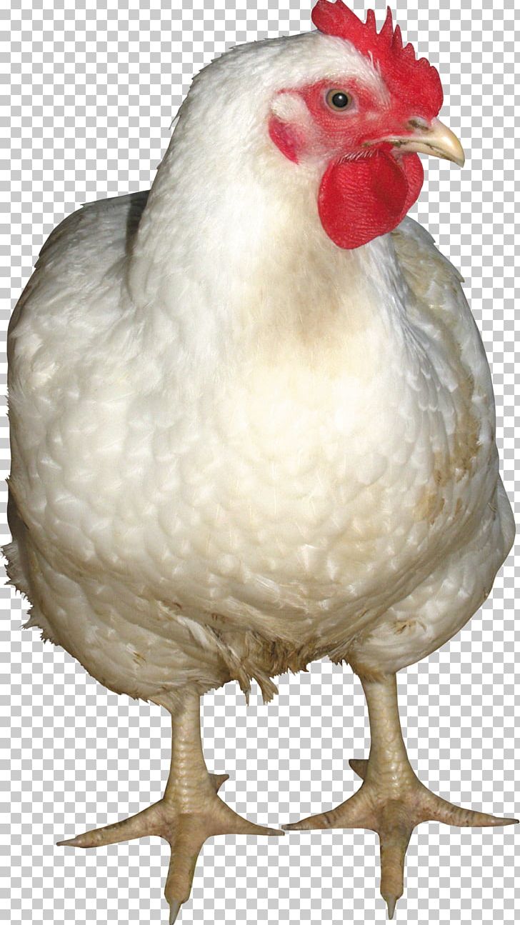 Fried Chicken Chicken Meat Chicken Salad PNG, Clipart, Animals, Beak, Bird, Broiler, Chicken Free PNG Download