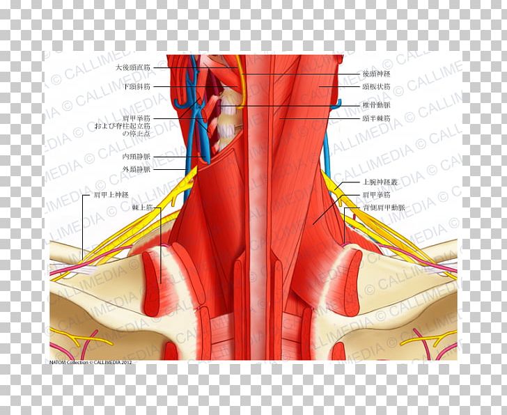 Posterior Triangle Of The Neck Head And Neck Anatomy Human Body Blood Vessel PNG, Clipart, Angle, Anterior Triangle Of The Neck, Arm, Artery, Blood Vessel Free PNG Download