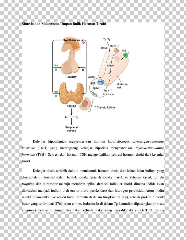 Thyroid Hormones Thyroid-stimulating Hormone Iodine Deficiency PNG, Clipart, Area, Dan, Diagram, Document, Gland Free PNG Download