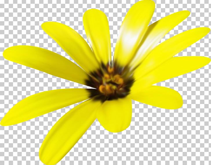 Yellow Honey Bee Flower Orange PNG, Clipart, Animation, Bee, Chocolate Daisy, Closeup, Dai Free PNG Download