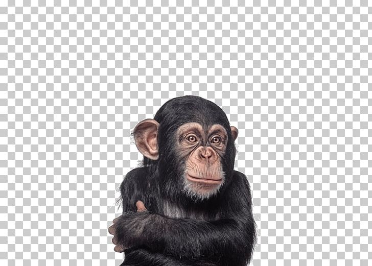 Baby Chimpanzee Gorilla Primate Monkey PNG, Clipart, Animal, Animals, Ape, Baby Chimpanzee, Chimpanzee Free PNG Download