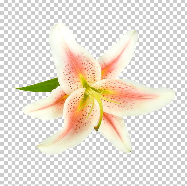 Lilium Pink Flower White PNG, Clipart, Abstract, Blue, Cartoon, Flowering Plant, Flowers Free PNG Download