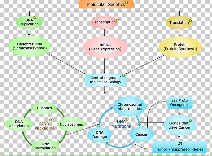 Molecular Genetics Molecular Biology Mendelian Inheritance PNG, Clipart, Angle, Area, Biology, Circle, Diagram Free PNG Download