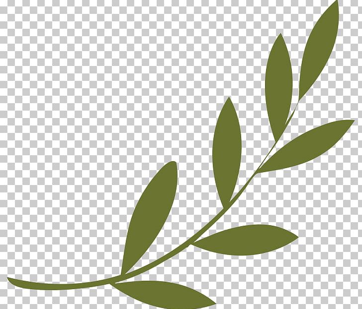 Olive Branch Peace Symbols Olive Wreath PNG, Clipart, Ancient Greece, Branch, Culture, Laurel Wreath, Leaf Free PNG Download