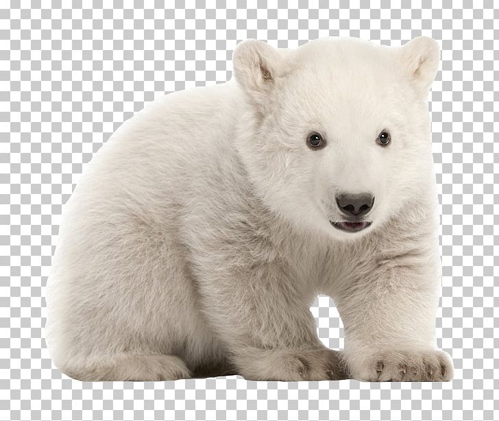 Polar Bear Stock Photography PNG, Clipart, Animal, Animal Zoo, Bear, Bears, Carnivoran Free PNG Download