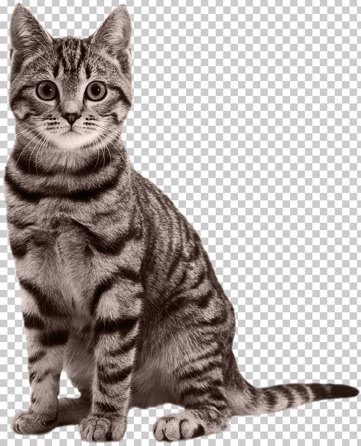 Cat Kitten Black Panther Felidae PNG, Clipart, American Wirehair, Asian, Australian Mist, Black And White, Black Cat Free PNG Download