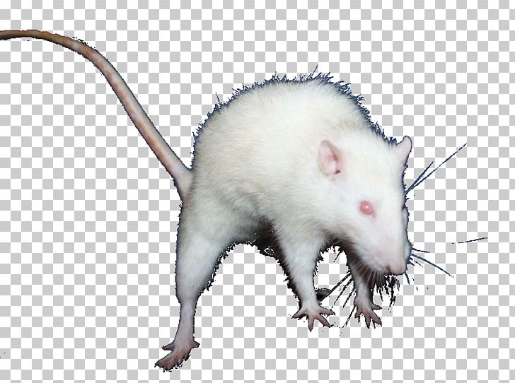 Internet Forum Common Opossum The Strength To Laugh Jeuxvideo.com PNG, Clipart,  Free PNG Download