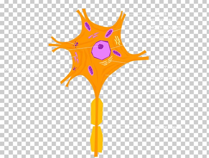 Mirror Neuron Cell Nervous System Nerve PNG, Clipart, Artificial Neuron, Biology, Cell, Cell Type, Electroencephalography Free PNG Download