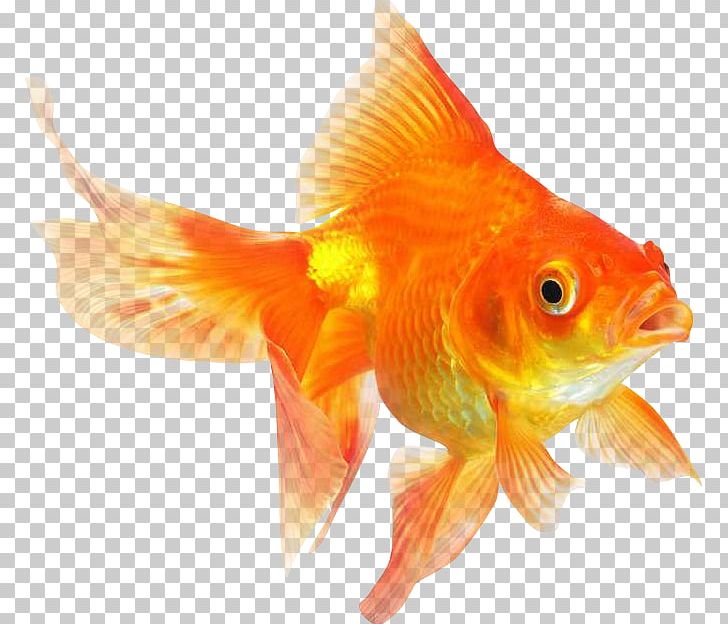 Ryukin Comet Red Cap Oranda Common Goldfish Desktop PNG, Clipart, Animals, Attention Span, Bony Fish, Comet, Common Goldfish Free PNG Download