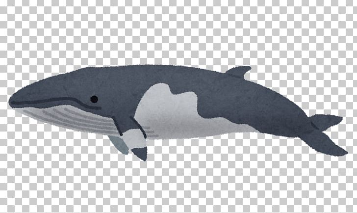 Dolphin Cetaceans Common Minke Whale Hachinohe Baleen Whale PNG, Clipart, Animal, Aomori Prefecture, Baleen Whale, Belial, Common Minke Whale Free PNG Download