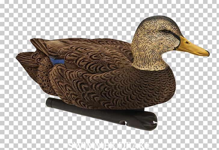 Duck Decoy Mallard Atlantic Flyway PNG, Clipart,  Free PNG Download