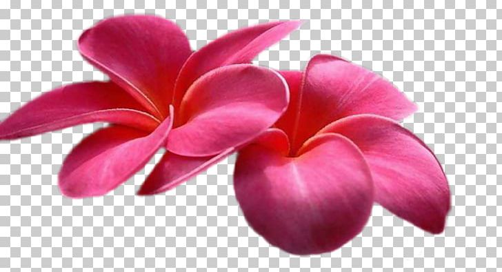 Flower Animation PNG, Clipart, Animation, Antibacterial, Blog, Closeup, Cut Flowers Free PNG Download