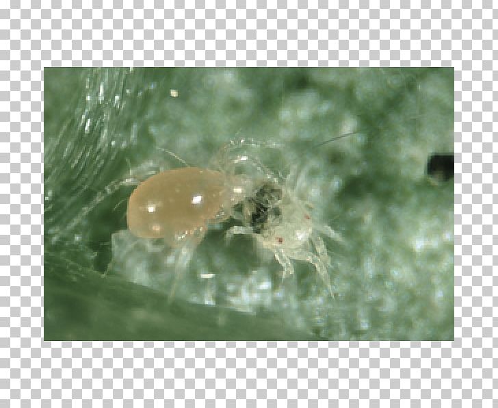 Insect Amblyseius Californicus Biological Pest Control Spider Mite PNG, Clipart, Animals, Beneficial Insects, Biological Pest Control, Closeup, Crop Free PNG Download