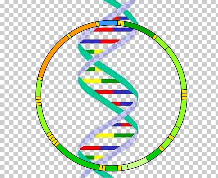 Mitochondrial DNA Mitochondrion Y Chromosome Genome PNG, Clipart, Area, Cell, Cell Nucleus, Chromosome, Circle Free PNG Download