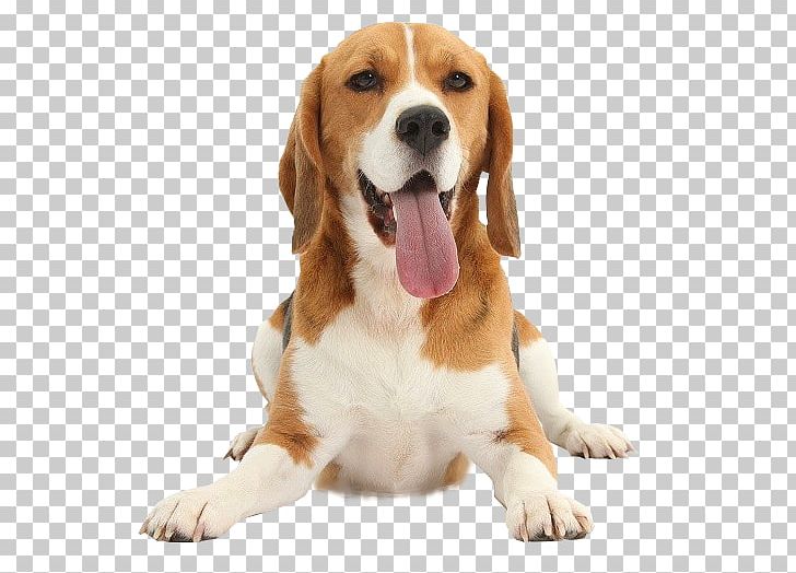 Beagle Harrier English Foxhound Puppy Dog Breed PNG, Clipart, American Foxhound, Animal, Animals, Beagle, Beagle Harrier Free PNG Download