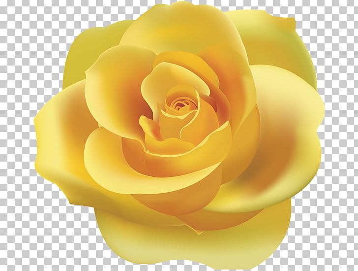 Rose Yellow PNG, Clipart, Art Museum, Blog, Closeup, Color, Computer Icons Free PNG Download
