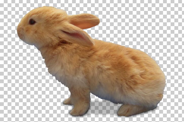 Domestic Rabbit Hare PNG, Clipart, Adobe Illustrator, Animal, Animals, Brown, Brown Background Free PNG Download