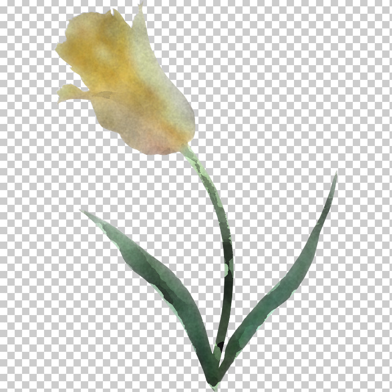 Flower Plant Pedicel Plant Stem Tulip PNG, Clipart, Anthurium, Arum Family, Flower, Pedicel, Plant Free PNG Download