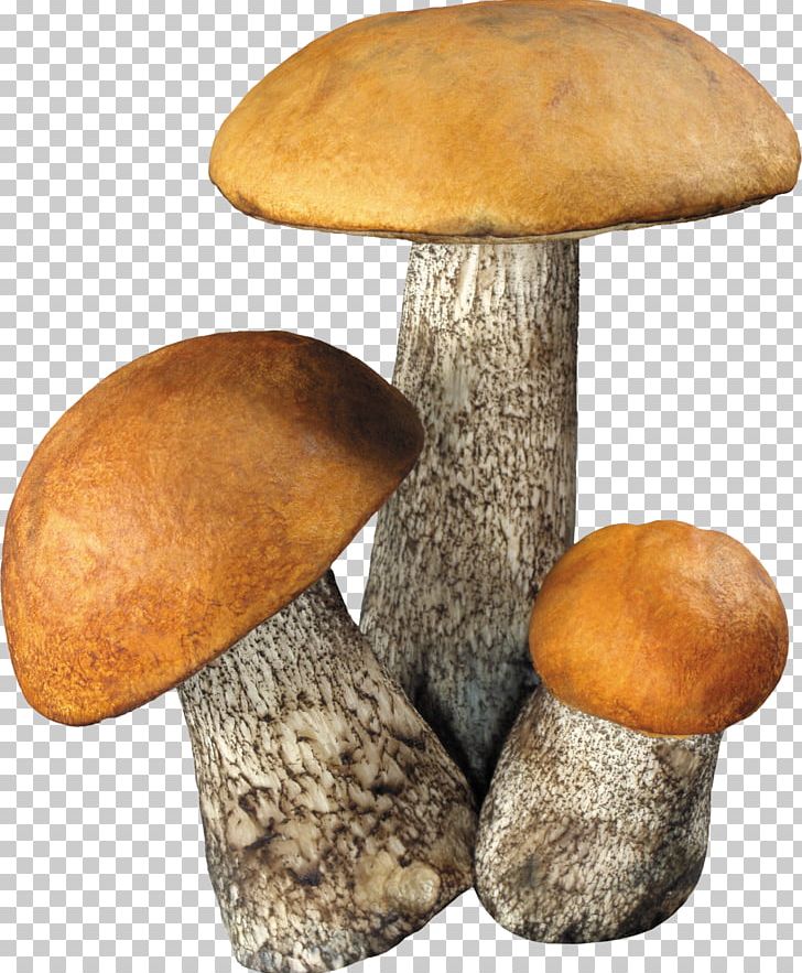 Fungus Mushroom Computer Icons PNG, Clipart, Aspen Mushroom, Computer Graphics, Computer Icons, Death Cap, Edible Mushroom Free PNG Download