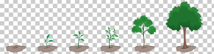 Plant Tree PNG, Clipart, Branch, Center, Food Drinks, Grass, Green Free PNG Download