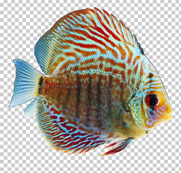 Tropical Fish Goldfish Desktop PNG, Clipart, Animals, Color, Coral Reef Fish, Desktop Wallpaper, Download Free PNG Download