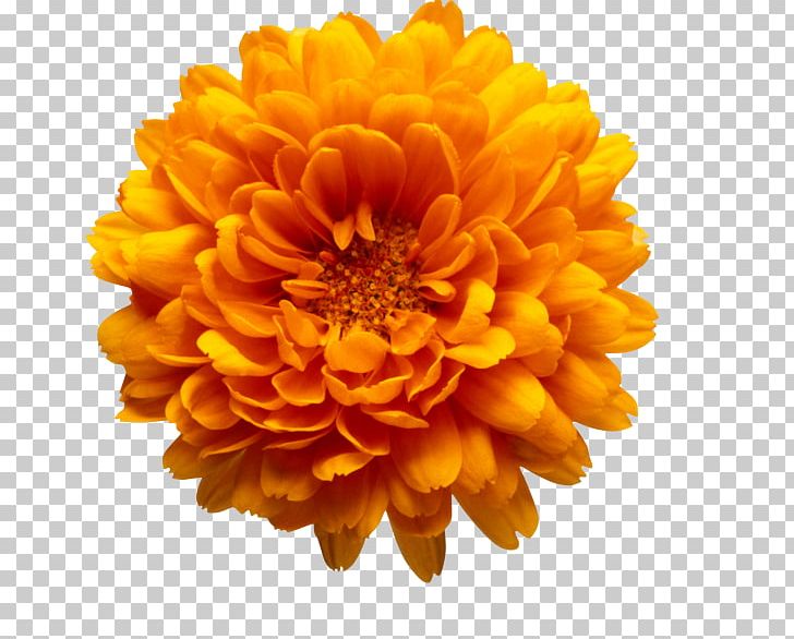 Chrysanthemum Marriage Make Up Flower Book PNG, Clipart, Book, Calendula, Chrysanthemum, Chrysanths, Dahlia Free PNG Download