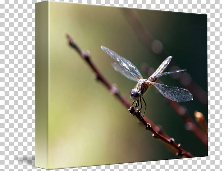 Insect Dragonfly Invertebrate Arthropod Pest PNG, Clipart, Animals, Arthropod, Dragonflies And Damseflies, Dragonfly, Insect Free PNG Download