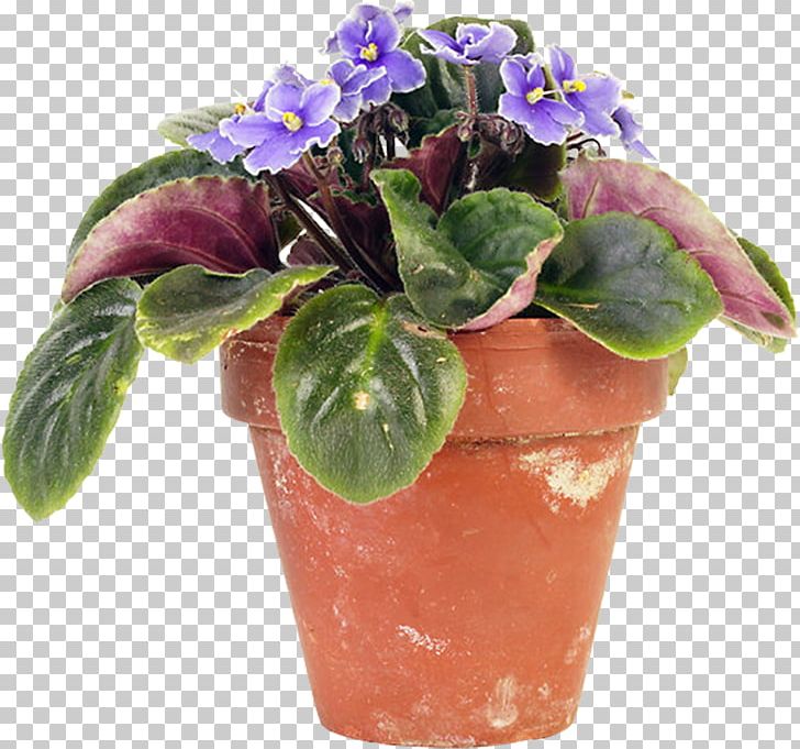 Leaf Flowerpot African Violets Petiole PNG, Clipart, African Violets, Container Garden, Cut Flowers, Cutting, Flower Free PNG Download