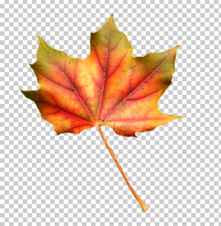 Maple Leaf PNG, Clipart, Autumn, Deciduous, Dots Per Inch, Le 3, Leaf Free PNG Download