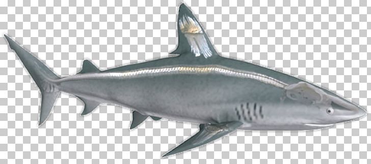 Tiger Shark Shark Cartilage PNG, Clipart, Animal Figure, Animals, Art, Carcharhiniformes, Cartilage Free PNG Download