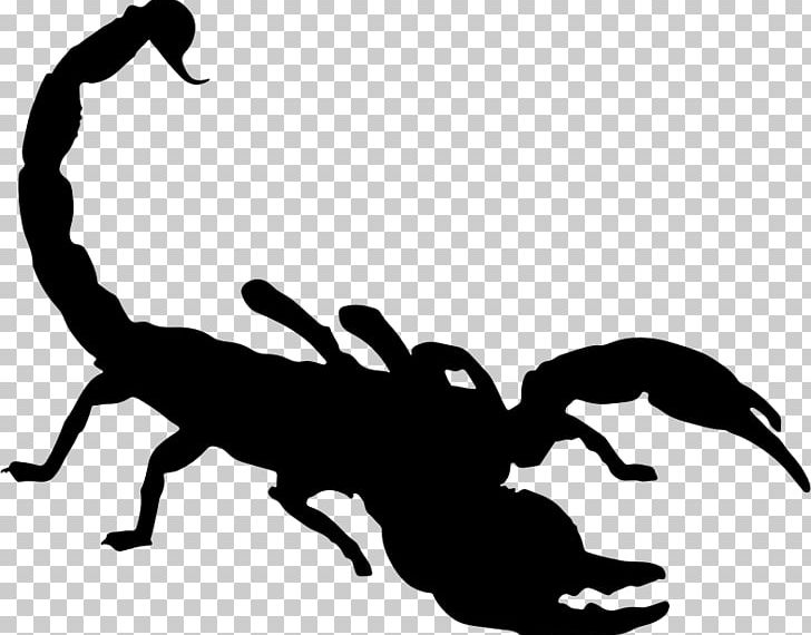 Scorpion Drawing PNG, Clipart, Black And White, Download, Drawing, Insects, Invertebrate Free PNG Download