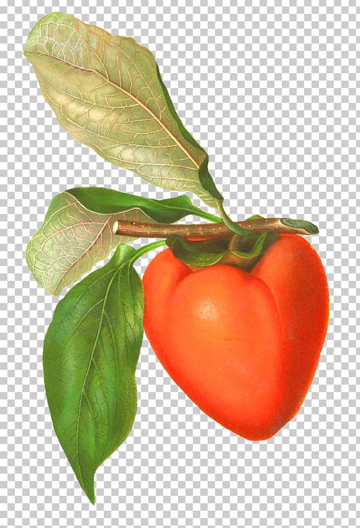 Tomato Food Persimmon PNG, Clipart, Acerola, Acerola Family, Apple, Art, Barbados Cherry Free PNG Download