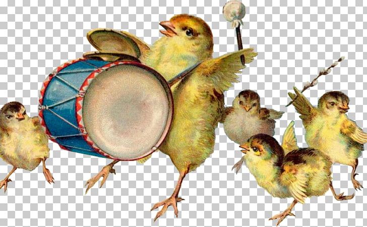 Easter Bird Chicken 12 April Beak PNG, Clipart, Animal, Art, Beak, Bird, Chicken Free PNG Download