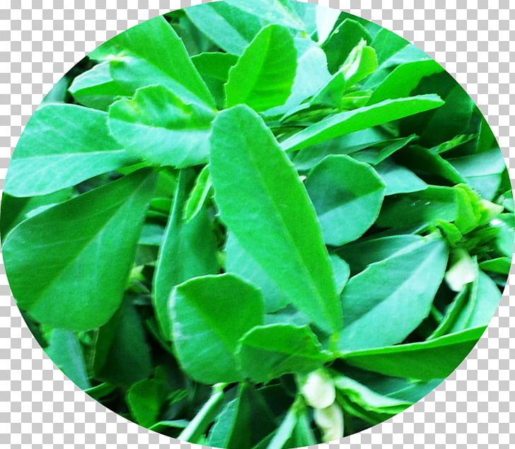 Indian Cuisine Herb Coriander Spice PNG, Clipart, Cooking, Coriander, Grass, Herb, Herbalism Free PNG Download