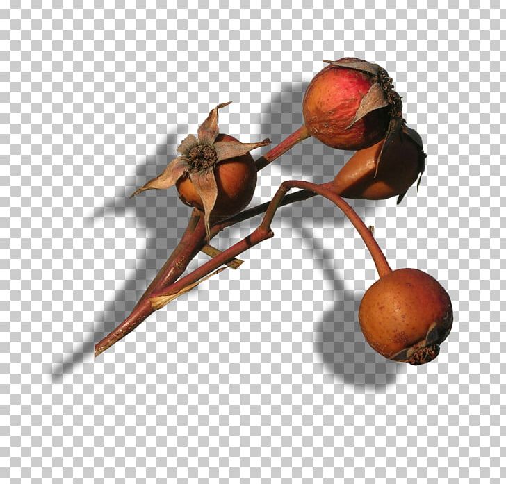 K2 Anthony McPartlin PNG, Clipart, Ant, Anthony Mcpartlin, Golden Autumn, Insect, Invertebrate Free PNG Download