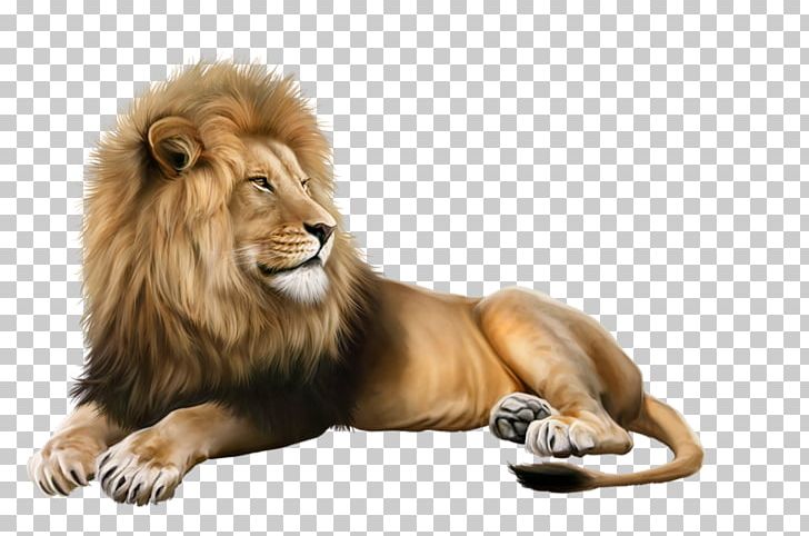 Lion Photograph Portable Network Graphics Illustration PNG, Clipart, Advertising, Animals, Big Cats, Carnivoran, Cat Like Mammal Free PNG Download