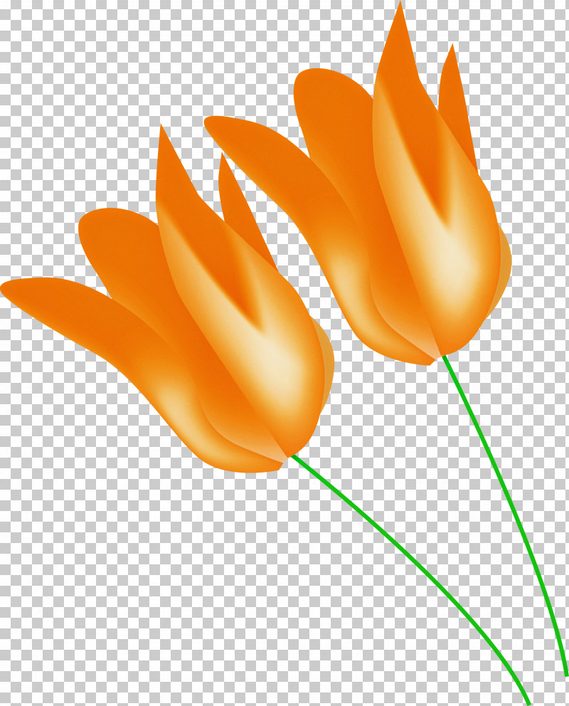 Orange PNG, Clipart, Flower, Orange, Pedicel, Petal, Plant Free PNG Download