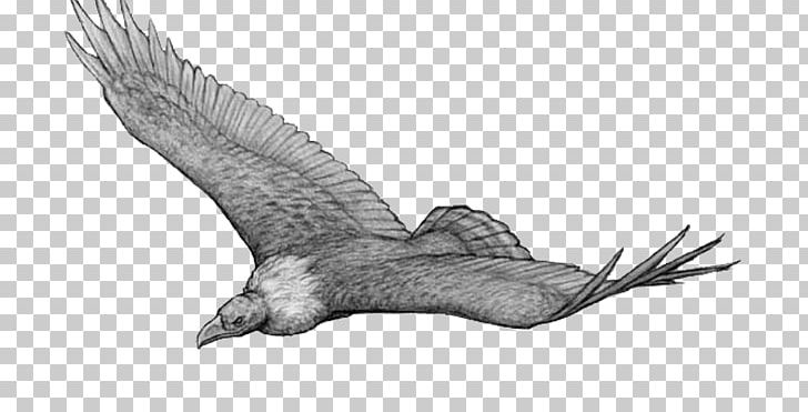 Bird Argentavis Magnificens Theropods Pelagornis Sandersi Teratornis PNG, Clipart, Accipitriformes, Animal, Animals, Bald Eagle, Bird Free PNG Download