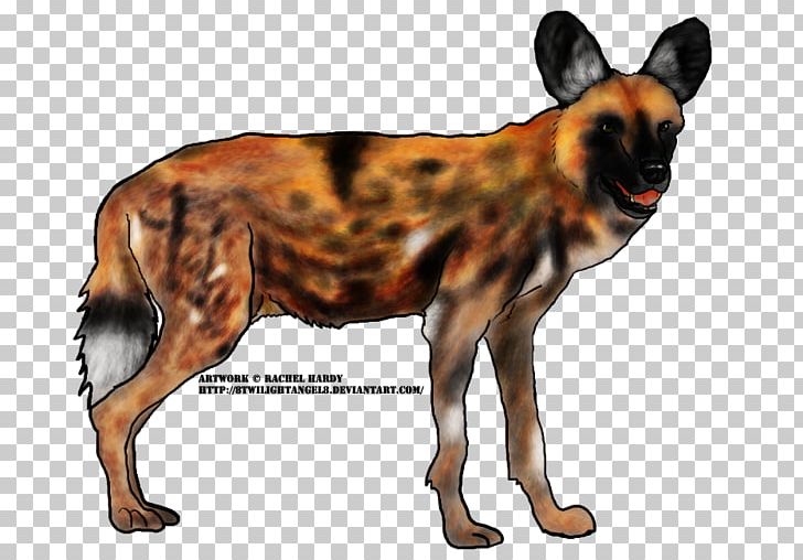 Dog Breed Dhole African Wild Dog South African Cheetah PNG, Clipart, African Wild Dog, Amur Leopard, Breed, Carnivoran, Cheetah Free PNG Download