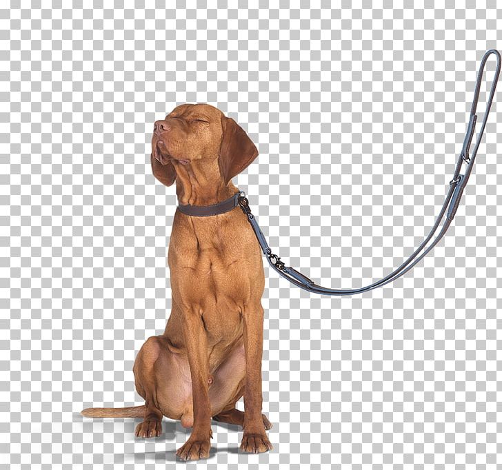 Dog Breed Redbone Coonhound Vizsla Black And Tan Coonhound Companion Dog PNG, Clipart, Black And Tan Coonhound, Breed, Carnivoran, Companion Dog, Coonhound Free PNG Download